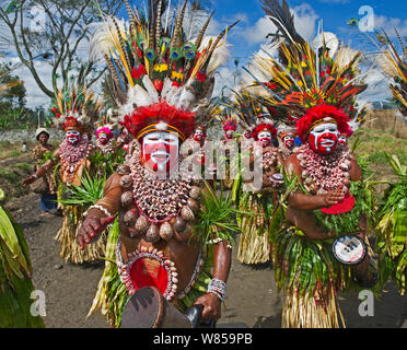 Kunai Singen - Gruppe singen von Hagen im westlichen Hochland Schlagzeug spielen am Hagen zeigen, Western Highlands, Papua Neu Guinea. August 2011 Kopf Kleid aus Papua Fledermauspapageien sowie viele andere vogelfedern einschließlich vögel von paradies Stockfoto