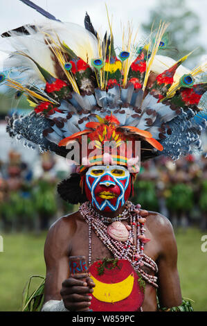 Mitglied des Waria Roika Singen - singen Gruppe aus Hagen am Hagen Show, Western Highlands Papua Neu Guinea. Mit Victoria Ground Pigeon Feathers (blaue Federn) im Kopf Kleid. August 2011 Stockfoto