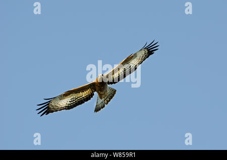 Der wespenbussard (Pernis apivorus) unreife Migranten im Flug, Zypern, September Stockfoto