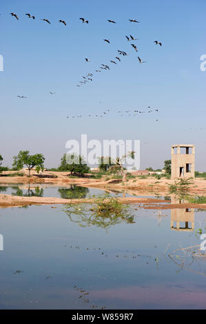 Demoiselle Krane (Anthropoides virgo) an Khichan, Wüste Thar, Rajasthan, Indien, November Stockfoto