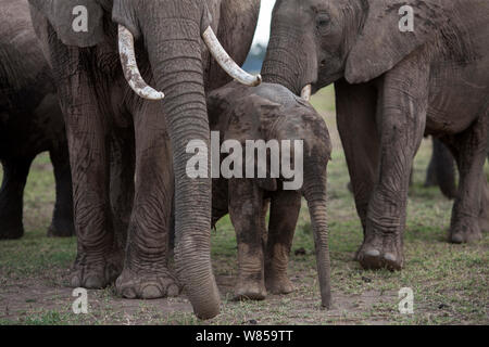 Afrikanische elelphant (Loxodonta africana) Kalb im Schlamm zu Fuß mit Erwachsenen abgedeckt. Masai Mara National Reserve, Kenia, Juli Stockfoto