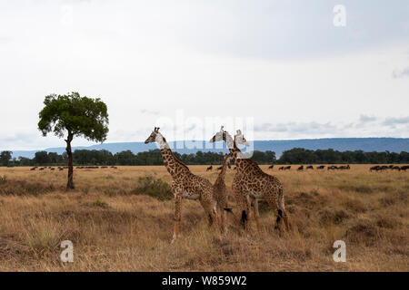 Masai Giraffe (Giraffa Camelopardalis tippelskirchi) männliche Gruppe. Masai Mara National Reserve, Kenia. August Stockfoto