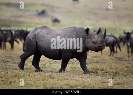 Schwarzes Nashorn (Diceros bicornis) Vor einer Herde der Östlichen Weißen bärtigen Gnus (connochaetes Taurinus). Masai Mara National Reserve, Kenia, Juli Stockfoto