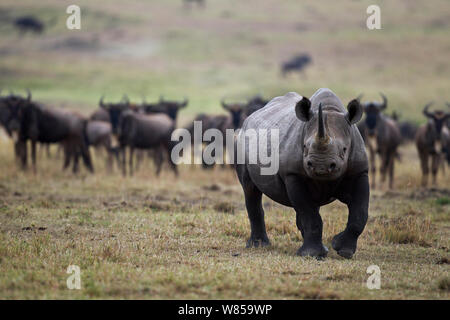 Schwarzes Nashorn (Diceros bicornis) Vor einer Herde der Östlichen Weißen bärtigen Gnus (connochaetes Taurinus). Masai Mara National Reserve, Kenia, Juli Stockfoto
