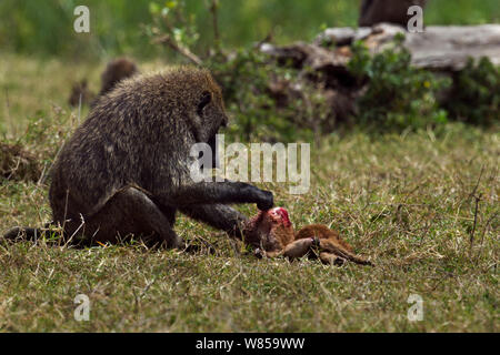 Olive baboon (Papio cynocephalus Anubis) männliche Fütterung auf ein Reh Fleisch. Masai Mara National Reserve, Kenia, Juli Stockfoto