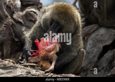 Olive baboon (Papio cynocephalus Anubis) männliche Fütterung auf eine Gazelle tierkörperfleisch. Masai Mara National Reserve, Kenia, Juli Stockfoto