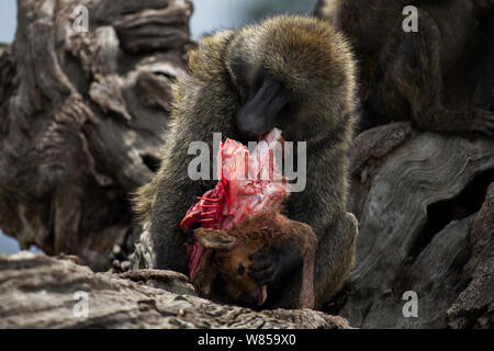 Olive baboon (Papio cynocephalus Anubis) männliche Fütterung auf eine Gazelle tierkörperfleisch. Masai Mara National Reserve, Kenia, Juli Stockfoto