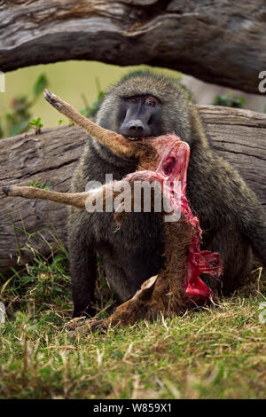 Olive baboon (Papio cynocephalus Anubis) männliche Fütterung auf eine Gazelle tierkörperfleisch. Masai Mara National Reserve, Kenia, Juli Stockfoto