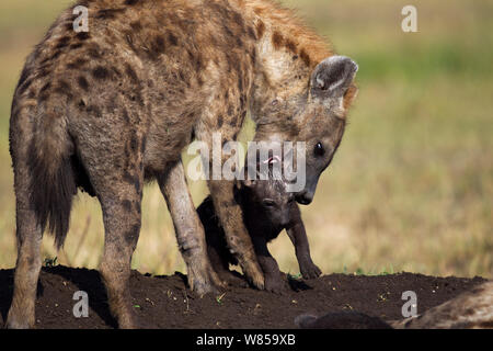 Tüpfelhyäne (Crocuta crocuta) Vorbereitung ein Welpe im Alter von 2-3 Monaten vorzunehmen. Masai Mara National Reserve, Kenia, Juli Stockfoto