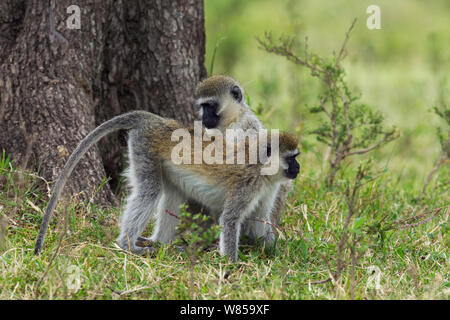 Grüne Meerkatzen (Cercopithecus aethiops) pflegen. Masai Mara National Reserve, Kenia, Juli Stockfoto