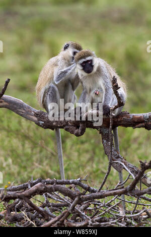 Grüne Meerkatzen (Cercopithecus aethiops) pflegen. Masai Mara National Reserve, Kenia, Juli Stockfoto