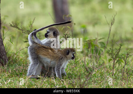 Grüne Meerkatzen (Cercopithecus aethiops) pflegen. Masai Mara National Reserve, Kenia, Juli Stockfoto