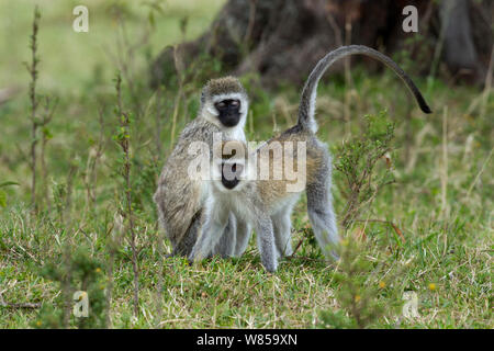 Grüne Meerkatzen (Cercopithecus aethiops) pflegen. Masai Mara National Reserve, Kenia, Juli Stockfoto