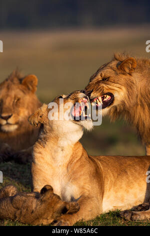 Löwin (Panthera leo), die versuchen, ein Mann von den Paßflächen zu entmutigen, während ein Jungtier im Alter von 2-3 Monaten versucht, mit ihr zu spielen. Masai Mara National Reserve, Kenia, September Stockfoto