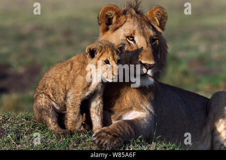 Löwe (Panthera leo) heranwachsende männliche mit Jungtier im Alter von 3-6 Monaten. Masai Mara National Reserve, Kenia, September Stockfoto