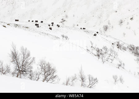 (Muskox Ovibus moschatus) Herde, in der dovrefjell-sunndalsfjella Nationalpark, Norwegen. Stockfoto