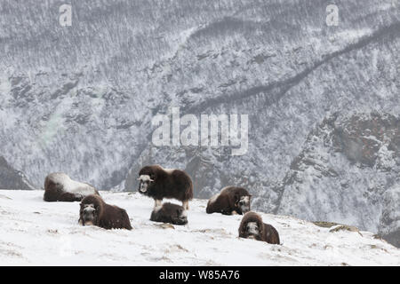 (Muskox Ovibus moschatus) Herde, in der dovrefjell-sunndalsfjella Nationalpark, Norwegen. Stockfoto