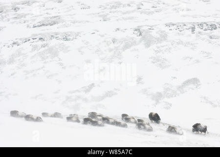 (Muskox Ovibus moschatus) Herden im Schnee Sturm in der dovrefjell-sunndalsfjella Nationalpark, Norwegen ruht. Stockfoto