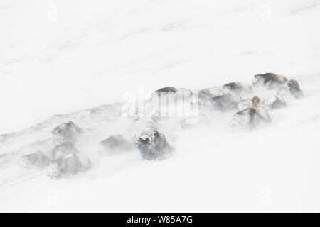 (Muskox Ovibus moschatus) Herde in schweren Schnee ruhend, dovrefjell-sunndalsfjella Nationalpark, Norwegen. Stockfoto