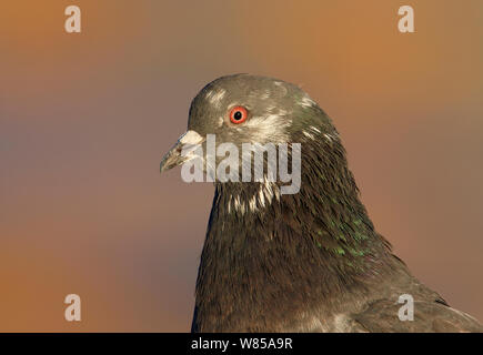 Wilde Taube (Columba livia), Helsinki, Finnland, Februar. Stockfoto