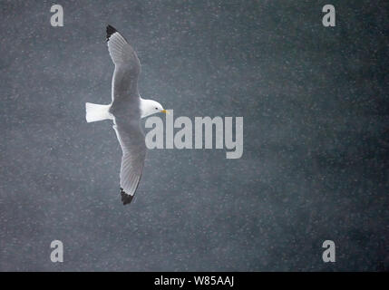 Dreizehenmöwe (Rissa tridactyla) Fliegen über dem Meer, mit fallenden Schnee, Vardo, Norwegen, März. Stockfoto