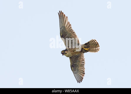 Weibliche Lannerfalke (Falco biarmicus) im Flug, Sizilien, Italien, Mai. Stockfoto