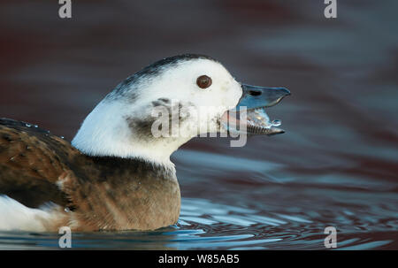 Weibliche Eisente (Clangula hyemalis), Batsfjord, Norwegen, März. Stockfoto