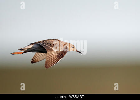 Weibliche Kampfläufer (Philomachus pugnax) im Flug, Utsjoki, Finnland, Juli. Stockfoto