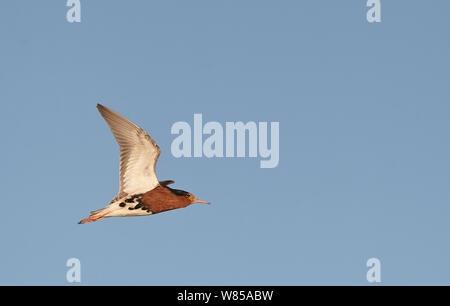 Männliche Kampfläufer (Philomachus pugnax) im Flug, Liminka, Finnland, Juni. Stockfoto