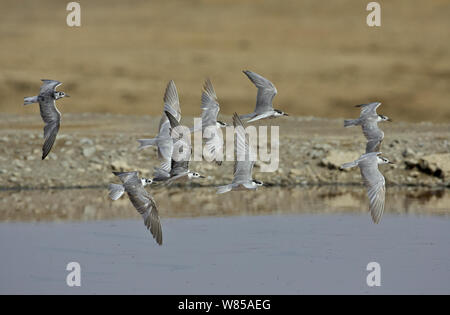 Herde Whiskered terns (chlidonias Hybridus) und Weiß - Gemischte winged Schwarz terns (Chlidonias leucopterus), Ungarn, März. Stockfoto