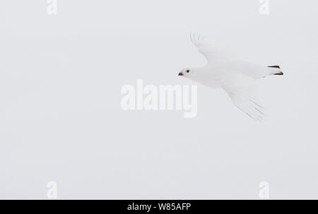 Willow Grouse (Lagopus lagopus) im Flug, Anzeigen winter Gefieder, Utsjoki, Finnland, April. Stockfoto