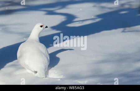 Willow Grouse (Lagopus lagopus) im Winter Gefieder, Utsjoki, Finnland, April. Stockfoto