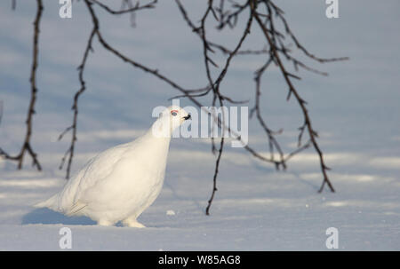 Willow Grouse (Lagopus lagopus) im Winter Gefieder, Utsjoki, Finnland, April. Stockfoto