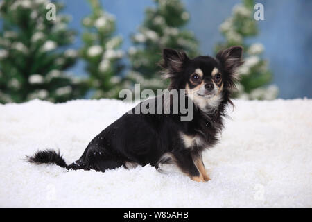 Chihuahua, langhaarige mit schwarz-creme-weiß Färbung in verschneite Szene. Stockfoto