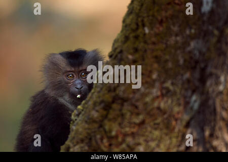 Lion-tailed Makaken (Macaca silen) Baby im Alter von 12-18 Monaten. Anamalai Tiger Reserve, Western Ghats, Tamil Nadu, Indien. Stockfoto