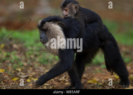 Lion-tailed Makaken (Macaca silen) Frau, die ihr Baby im Alter von 12-18 Monaten auf ihrem Rücken. Anamalai Tiger Reserve, Western Ghats, Tamil Nadu, Indien. Stockfoto