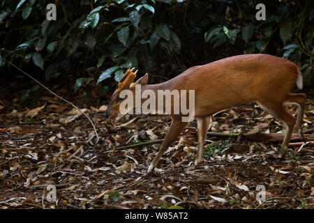 Südlichen roten muntjac (Muntiacus muntjak) männlich, Anamalai Tiger Reserve, Western Ghats, Tamil Nadu, Indien. Stockfoto