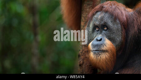 Sumatra Orang-Utans (Pongo abelii) reife männliche' Halik' im Alter von 26 Jahren hoch. Gunung Leuser Nationalpark, Sumatra, Indonesien. Rehabilitiert und freigegeben (oder von denen, die zwischen 1973 und 1995 veröffentlicht wurden). Stockfoto