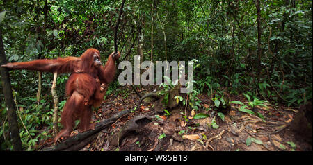 Sumatra Orang-Utans (Pongo abelii) weibliche Andra" im Alter von 22 Jahren mit Andri's Baby Tochter' im Alter von 1-2 Jahren, stehend auf einem von Lianen unterstützt. Gunung Leuser Nationalpark, Sumatra, Indonesien. Rehabilitiert und freigegeben (oder von denen, die zwischen 1973 und 1995 veröffentlicht wurden). Stockfoto