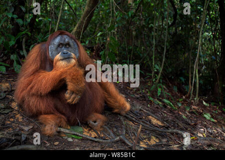 Sumatra Orang-Utans (Pongo abelii) reife männliche' Halik' im Alter von 26 Jahren saß in einer Waldlichtung. Gunung Leuser Nationalpark, Sumatra, Indonesien. Rehabilitiert und freigegeben (oder von denen, die zwischen 1973 und 1995 veröffentlicht wurden). Stockfoto