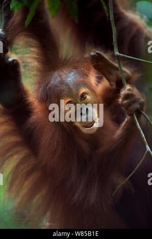 Sumatra Orang-Utans (Pongo abelii) Weibliche baby Umi" im Alter von 2-3 Jahren, die in einem Baum. Gunung Leuser Nationalpark, Sumatra, Indonesien. Rehabilitiert und freigegeben (oder von denen, die zwischen 1973 und 1995 veröffentlicht wurden). Stockfoto