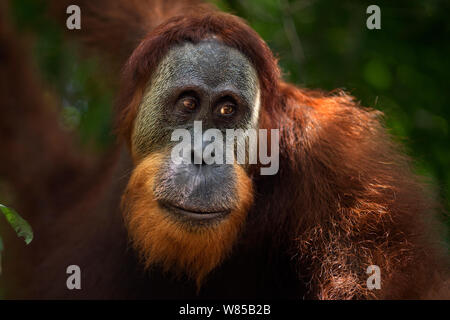 Sumatra Orang-Utans (Pongo abelii) junge männliche Portrait. Gunung Leuser Nationalpark, Sumatra, Indonesien. Rehabilitiert und freigegeben (oder von denen, die zwischen 1973 und 1995 veröffentlicht wurden). Stockfoto