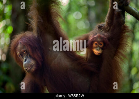 Sumatra Orang-Utans (Pongo abelii) weibliche Andra" im Alter von 22 Jahren und ihre weiblichen baby Andri" im Alter von 2 Jahren an einem Zweig. Gunung Leuser Nationalpark, Sumatra, Indonesien. Rehabilitiert und freigegeben (oder von denen, die zwischen 1973 und 1995 veröffentlicht wurden). Stockfoto