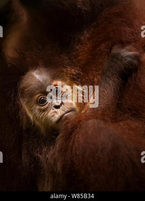 Sumatra Orang-Utans (Pongo abelii) männliche Baby 'Casa' im Alter von 1-2 Jahren klammerte sich an seine Mutter - Portrait. Gunung Leuser Nationalpark, Sumatra, Indonesien. Rehabilitiert und freigegeben (oder von denen, die zwischen 1973 und 1995 veröffentlicht wurden). Stockfoto