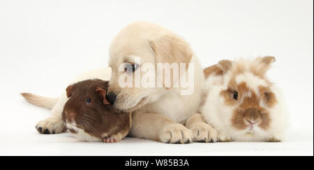 Gelben Labrador Retriever Welpen im Alter von 8 Wochen, mit Kaninchen und Meerschweinchen. Stockfoto