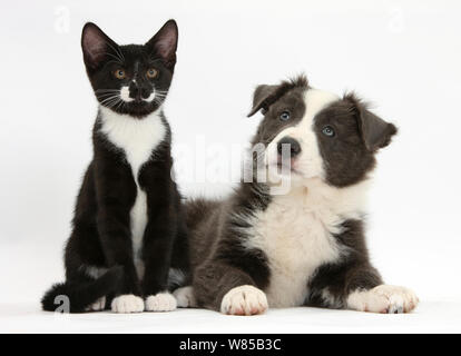 Blau-weiße Border Collie Welpen und schwarz-weißen Smoking Kätzchen "Tuxie '11 Wochen. Stockfoto