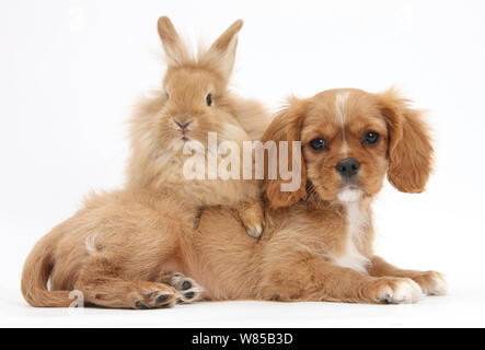 Cavalier King Charles Spaniel Welpen tar' mit Sandy Kaninchen. Stockfoto