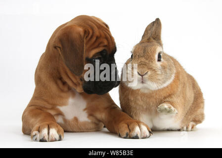 Boxer Welpe, Boris 12 Wochen, mit Netherland Dwarf-cross Kaninchen, "Peter" Stockfoto