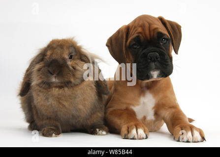 Boxer Welpen, Boris, 12 Wochen, mit Lionhead-Lop Kaninchen, Dibdab. Stockfoto