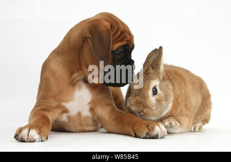 Boxer Welpen, Boris, 12 Wochen, mit Netherland Dwarf-cross Kaninchen, Peter. Stockfoto